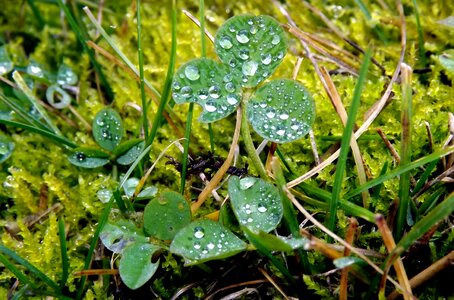 Macro green water