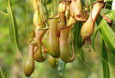 Carnivorous plant pitcher trap photo