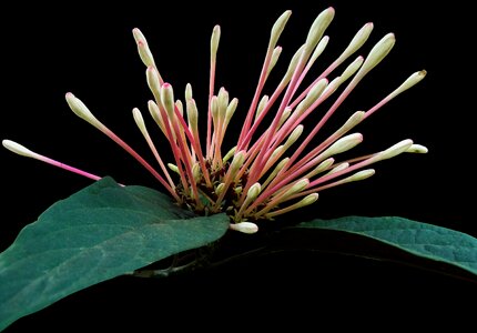 Flower lady sansai isolated