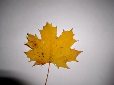 Leaf yellow 