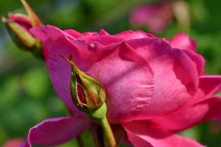 Ecology garden pink photo