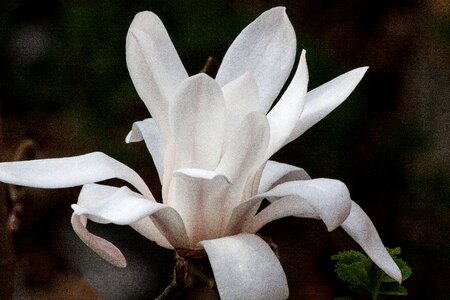 Bush spring bloom