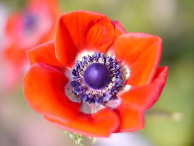 Red flowers anemone