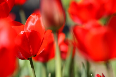 Spring nature red