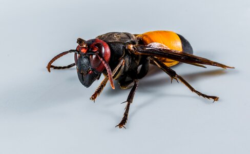 Wasp insect close up