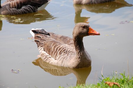 Water bird poultry