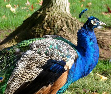 Animal bird blue