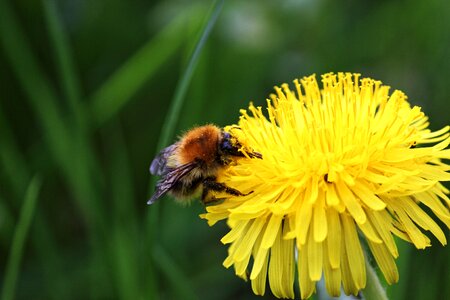 Pollen collect flower photo