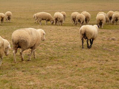 Herd animal pasture animals photo