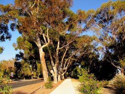 Sidewalk trees nature