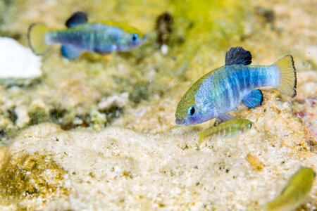 Ash Meadows Amargosa pupfish-1