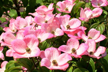 Cornus cornus kousa dogwood greenhouse photo