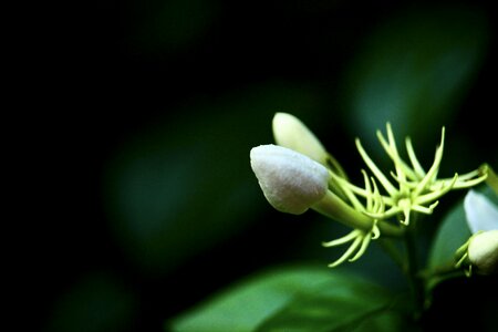 Blur detail foliage