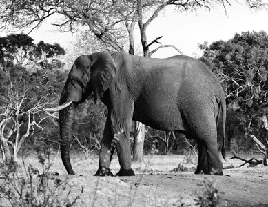 Black And White elephant landscape photo
