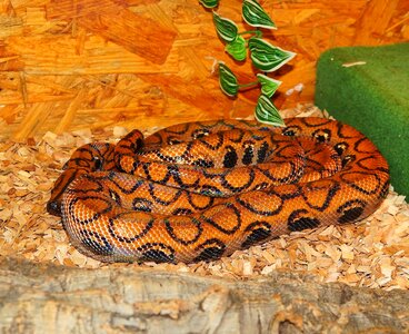 Orange terrarium epicrates cenchria cenchria