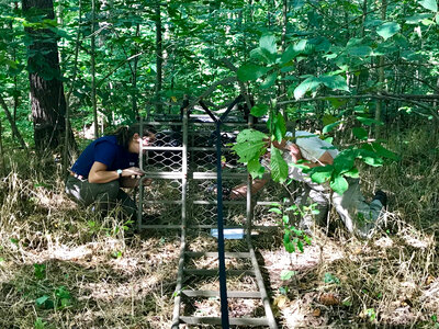 FWS staff repairing deer stand