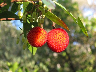 Fruit flora tree