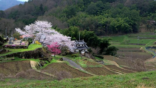 Spring cherry blossom yamada's rice fields photo