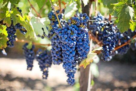 Napa vineyard grapes vine photo
