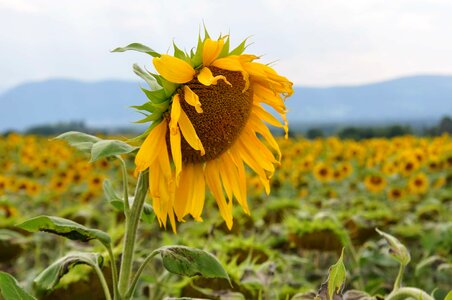 Petal agriculture sunflower