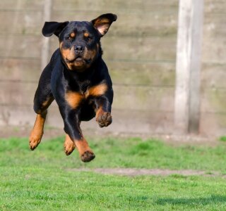 Dog walkers animal shelter kennels photo