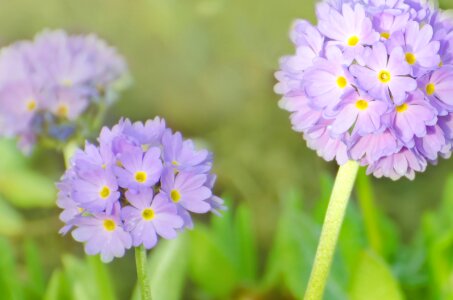 Spring Flowers