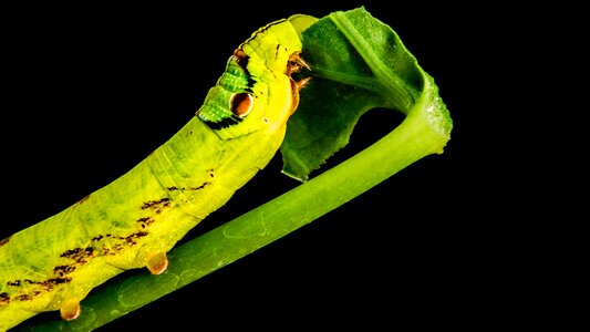 Yellow green gluttonous close up