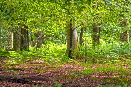 Trees nature landscape