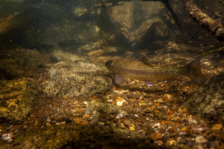 Rainbow trout in stream-1 photo