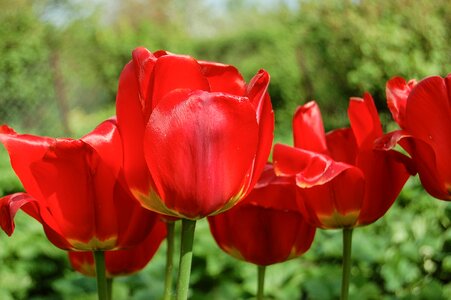 Flowers plant nature