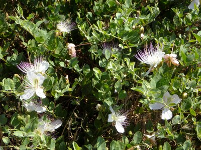 Hijack bush bush plant
