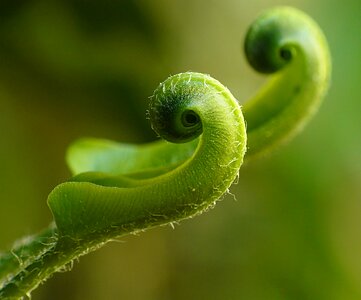 American hart's-tongue fern green violin