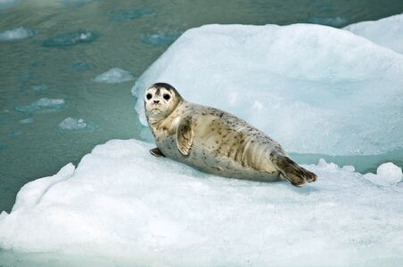 a harbor seal resting on an ice photo