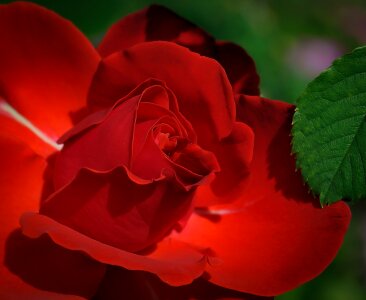 Beauty romantic petals