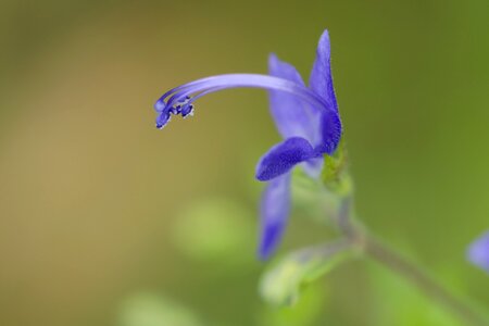 Wildflower blue august