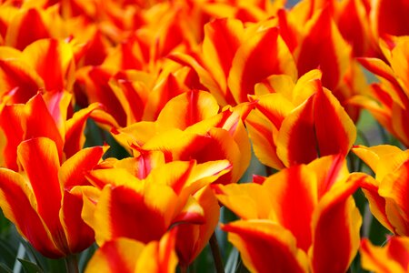 Tulip green background