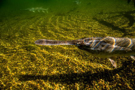 Paddlefish-3 photo