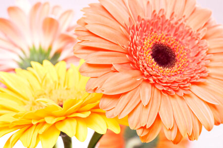 Beautiful flower background photo