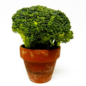 Flower pot food healthy