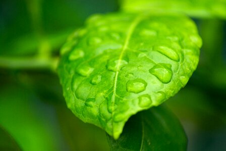 Orange tree drops of water rain