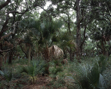 Pinckney Island National Wildlife Refuge landscape