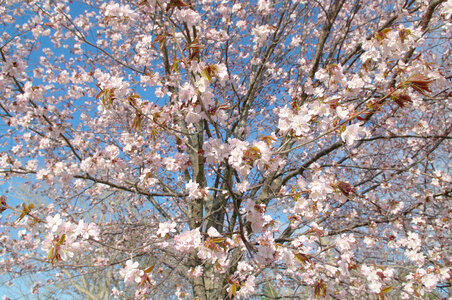 22 Cherry tree