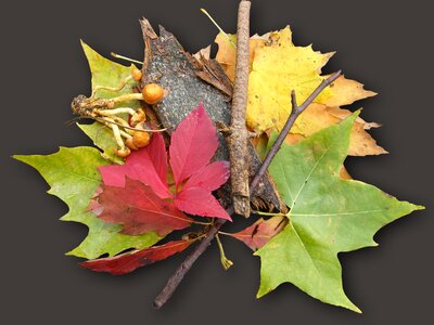 Emerge autumn decoration