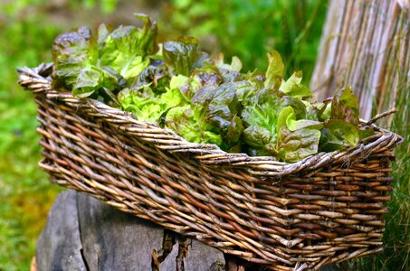 Basket leaf plant photo