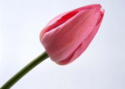 One pink tulip isolated close up