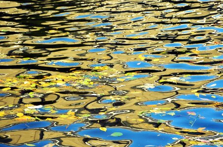 Abstract leaf reflection