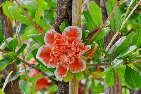 Beautiful Flowers shrub nature