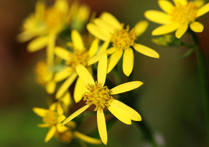 Groundsel 