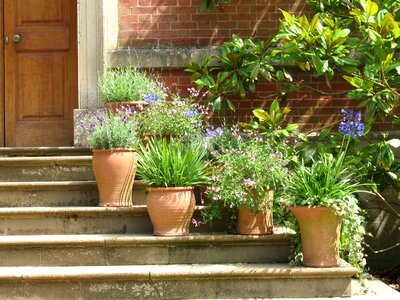 Plant pot flowers steps photo