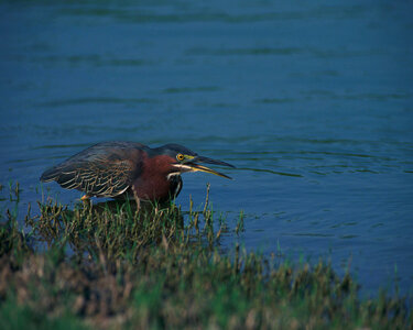 Green heron-2 photo